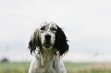 SETTER ANGLAIS 281